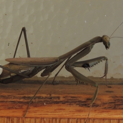 Unidentified Praying mantis (Mantodea) at Conder, ACT - 2 May 2022 by michaelb