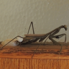 Pseudomantis albofimbriata at Conder, ACT - 2 May 2022 03:24 PM