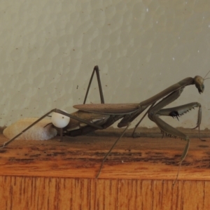 Pseudomantis albofimbriata at Conder, ACT - 2 May 2022 03:24 PM