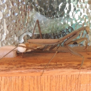 Pseudomantis albofimbriata at Conder, ACT - 2 May 2022 03:24 PM