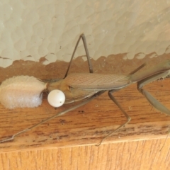 Pseudomantis albofimbriata at Conder, ACT - 2 May 2022 03:24 PM