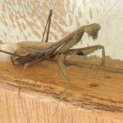 Pseudomantis albofimbriata at Conder, ACT - 2 May 2022 03:24 PM