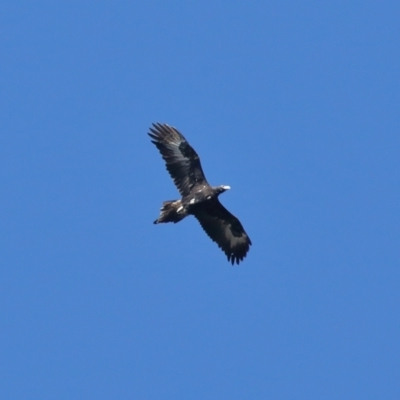 Aquila audax (Wedge-tailed Eagle) at Tennent, ACT - 2 Aug 2022 by TimL