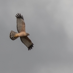 Circus assimilis (Spotted Harrier) at Pialligo, ACT - 3 Aug 2022 by rawshorty