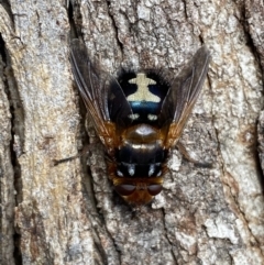 Microtropesa sinuata (A bristle fly) at Jerrabomberra, NSW - 3 Aug 2022 by Steve_Bok