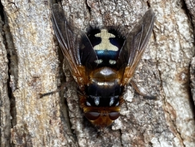 Microtropesa sinuata (A bristle fly) at Jerrabomberra, NSW - 3 Aug 2022 by Steve_Bok