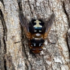 Microtropesa sinuata at Jerrabomberra, NSW - 3 Aug 2022