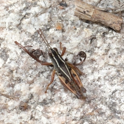 Phaulacridium vittatum (Wingless Grasshopper) at Tennent, ACT - 2 Aug 2022 by TimL