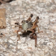 Phaulacridium vittatum at Tennent, ACT - 2 Aug 2022