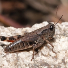 Phaulacridium vittatum (Wingless Grasshopper) at Namadgi National Park - 2 Aug 2022 by TimL