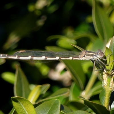 Austrolestes leda (Wandering Ringtail) at Braemar - 3 Aug 2022 by Curiosity