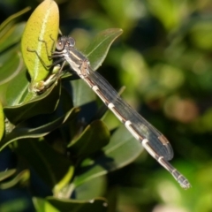 Austrolestes leda at Braemar, NSW - 3 Aug 2022 12:05 PM