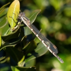 Austrolestes leda at Braemar, NSW - 3 Aug 2022