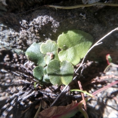 Pellaea calidirupium (Hot Rock Fern) at Cooma North Ridge Reserve - 3 Aug 2022 by mahargiani