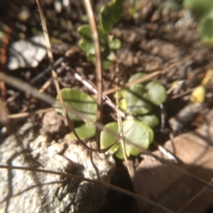 Pellaea calidirupium at Cooma, NSW - 3 Aug 2022 01:53 PM