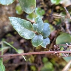 Pellaea calidirupium at Cooma, NSW - 3 Aug 2022