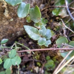 Pellaea calidirupium at Cooma, NSW - 3 Aug 2022 01:53 PM