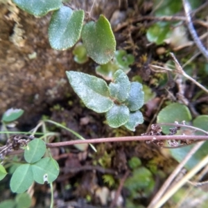 Pellaea calidirupium at Cooma, NSW - 3 Aug 2022