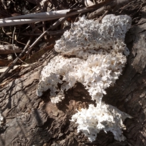 Laetiporus portentosus at Cooma, NSW - 3 Aug 2022