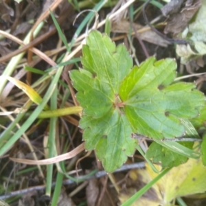 Ranunculus lappaceus at Cooma, NSW - 3 Aug 2022