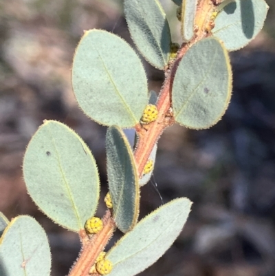 Acacia brachybotrya (Grey Mulga, Grey Wattle) at Suttons Dam - 3 Aug 2022 by KL