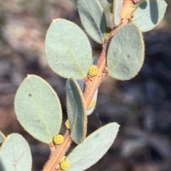 Acacia brachybotrya (Grey Mulga, Grey Wattle) at Fentons Creek, VIC - 3 Aug 2022 by KL
