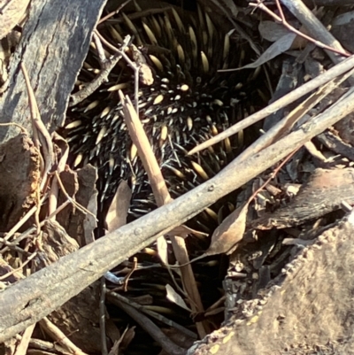 Tachyglossus aculeatus (Short-beaked Echidna) at Suttons Dam - 3 Aug 2022 by KL