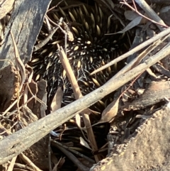 Tachyglossus aculeatus (Short-beaked Echidna) at Fentons Creek, VIC - 3 Aug 2022 by KL