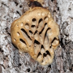 Hexagonia vesparia (Wasp Nest Polypore) at Namadgi National Park - 2 Aug 2022 by TimL