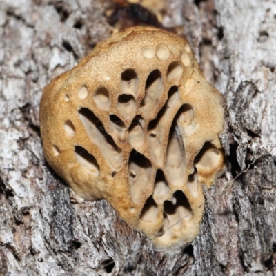 Hexagonia vesparia (Wasp Nest Polypore) at Paddys River, ACT - 2 Aug 2022 by TimL