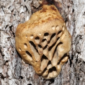 Hexagonia vesparia at Paddys River, ACT - 2 Aug 2022