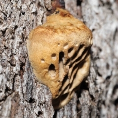 Hexagonia vesparia at Paddys River, ACT - 2 Aug 2022