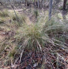 Rytidosperma pallidum (Red-anther Wallaby Grass) at Karabar, NSW - 3 Aug 2022 by SteveBorkowskis