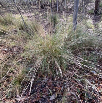 Rytidosperma pallidum (Red-anther Wallaby Grass) at Karabar, NSW - 3 Aug 2022 by Steve_Bok