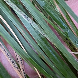 Rytidosperma pallidum at Karabar, NSW - 3 Aug 2022