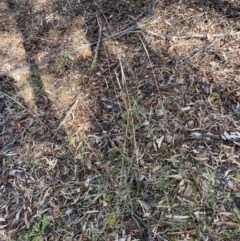 Dichelachne sp. (Plume Grasses) at Karabar, NSW - 3 Aug 2022 by Steve_Bok
