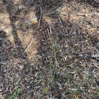 Dichelachne sp. (Plume Grasses) at Mount Jerrabomberra - 3 Aug 2022 by Steve_Bok