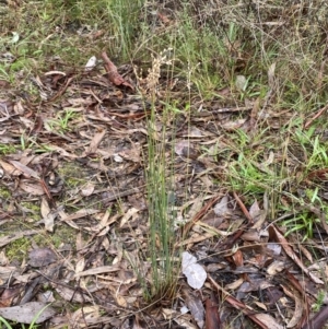 Juncus remotiflorus at Karabar, NSW - 3 Aug 2022