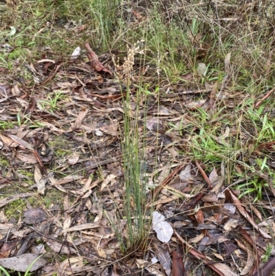 Juncus remotiflorus (A Rush) at Karabar, NSW - 3 Aug 2022 by Steve_Bok