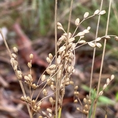 Juncus remotiflorus at Karabar, NSW - 3 Aug 2022