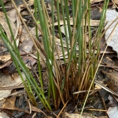 Juncus remotiflorus at Karabar, NSW - 3 Aug 2022