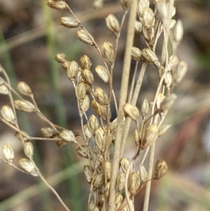 Juncus remotiflorus at Karabar, NSW - 3 Aug 2022