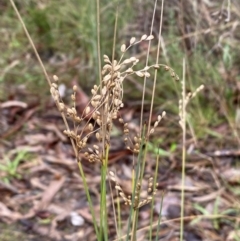 Juncus remotiflorus at Karabar, NSW - 3 Aug 2022