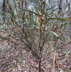 Daviesia mimosoides (Bitter Pea) at Karabar, NSW - 3 Aug 2022 by SteveBorkowskis