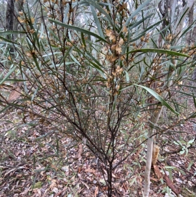 Daviesia mimosoides (Bitter Pea) at Karabar, NSW - 3 Aug 2022 by Steve_Bok