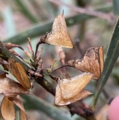 Daviesia mimosoides at Karabar, NSW - 3 Aug 2022 01:21 PM