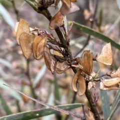 Daviesia mimosoides at Karabar, NSW - 3 Aug 2022