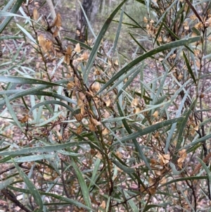 Daviesia mimosoides at Karabar, NSW - 3 Aug 2022 01:21 PM