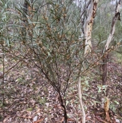Daviesia mimosoides at Karabar, NSW - 3 Aug 2022