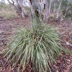 Lomandra longifolia (Spiny-headed Mat-rush, Honey Reed) at Mount Jerrabomberra - 3 Aug 2022 by Steve_Bok